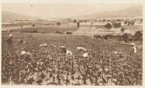 Une plantation de tabac dans la région de Bône